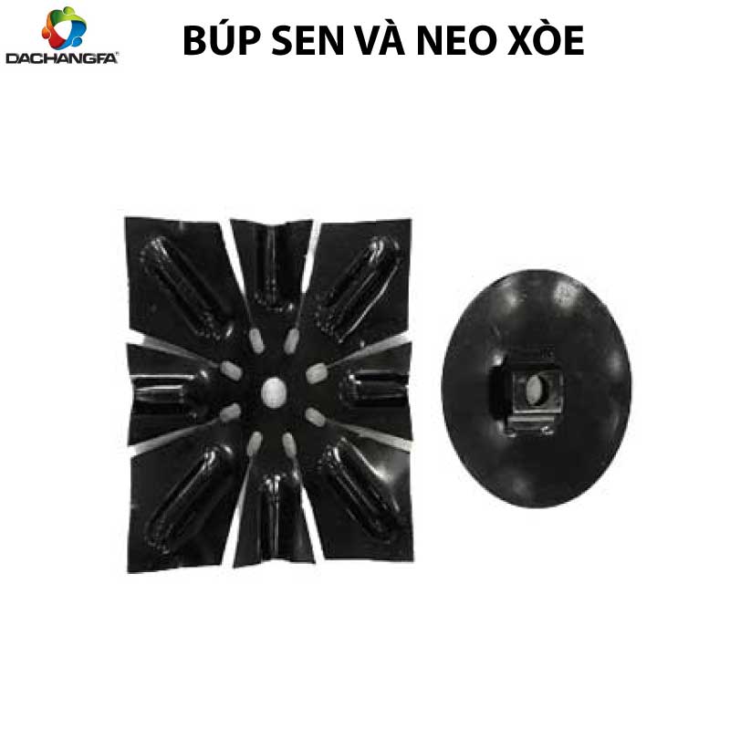 BÚP SEN VÀ NEO XÒE